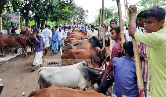 বন্দর নগরীর হাটগুলোতে ঈদের আগের দিন গরুর সংকট দেখা দিলেও গ্রামের হাটে পর্যাপ্ত গরু আছে।