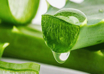 অ্যালোভেরার যত গুণ
