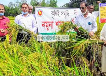 ভূঞাপুরে কৃষকের মুখে হাসি ফুটাল আউশ ধান