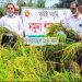 ভূঞাপুরে কৃষকের মুখে হাসি ফুটাল আউশ ধান