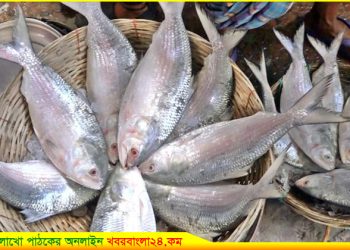 টাঙ্গাইলসহ ৩৬ জেলায় ইলিশ ধরায় ২২ দিনের নিষেধাজ্ঞা; সহায়তার চাল দ্রুত দেওয়ার দাবি জেলেদের