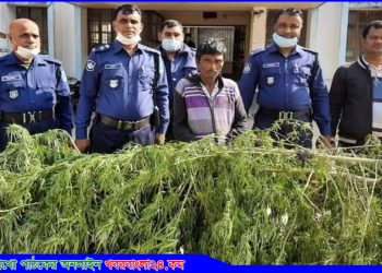 গোপালপুরে বিশালাকৃতির দুই গাঁজা গাছসহ এক মাদকসেবী আটক