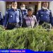 গোপালপুরে বিশালাকৃতির দুই গাঁজা গাছসহ এক মাদকসেবী আটক
