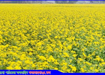দীর্ঘ মেয়াদী বন্যার পরও টাঙ্গাইলে সরিষার বাম্পার ফলনের আশা