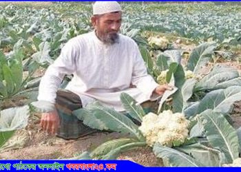 ঘাটাইলে সবজির দামে হতাশ কৃষক