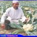 ঘাটাইলে সবজির দামে হতাশ কৃষক