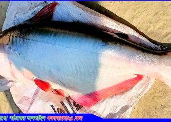 এক পাঙ্গাস ১৬ হাজার টাকায় বিক্রি!!