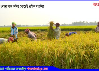 কালিহাতীতে বোরো ধান কাটার শুরুতেই শ্রমিক সংকট!!