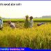 কালিহাতীতে বোরো ধান কাটার শুরুতেই শ্রমিক সংকট!!