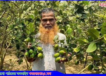সখীপুরে লেবুচাষীদের হাসিভরা মুখ