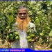 সখীপুরে লেবুচাষীদের হাসিভরা মুখ