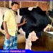 কালিহাতীতে ঈদ আকর্ষণ, নয়া দামানের রসিক হাসি