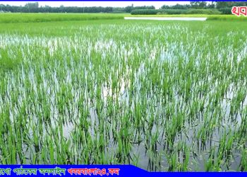 নাগরপুরে বানের পানিতে ভেসে যাচ্ছে কৃষকের স্বপ্ন