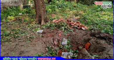 মধুপুর উপজেলা স্বাস্থ্য কমপ্লেক্সে গাছ কাটা