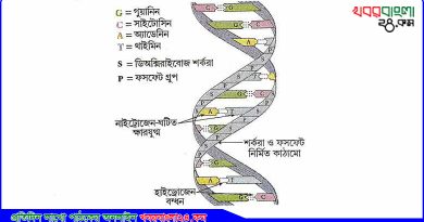 ডিঅক্সিরাইবোনিউক্লিক অ্যাসিড (ইংরেজি: DNA)