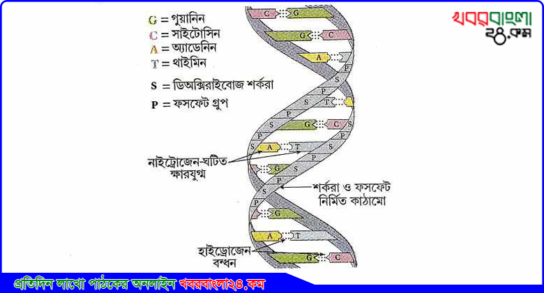 ডিঅক্সিরাইবোনিউক্লিক অ্যাসিড (ইংরেজি: DNA)