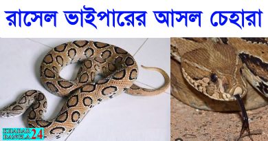 রাসেল ভাইপার