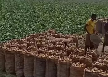 ধার-দেনা করে আলু চাষ, লাভের বদলে কাঁধে ঋণের চাপ