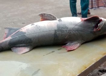 ৩৮ কেজির বাঘাইড় দেখতে ভিড় ৪৮ হাজার টাকায় বিক্রি