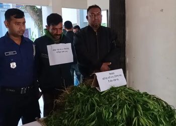 রাজবাড়ীতে জমি বন্ধক নিয়ে গাঁজা চাষ, চাষি আটক