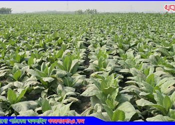 বহুজাতিক কোম্পানির সহযোগিতায় টাঙ্গাইলে তামাক চাষ বেড়েছে
