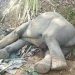 চকরিয়ায় সংরক্ষিত বনাঞ্চল থেকে হাতির মরদেহ উদ্ধার