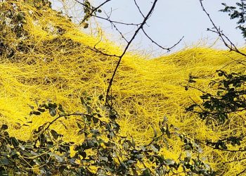 স্বর্ণলতা যেন হলুদ সুতার বুনন