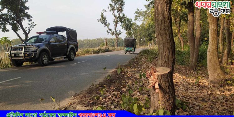 ঘাটাইলে সড়কে গাছ ফেলে শিক্ষা সফরের ৪ বাসে ডাকাতি