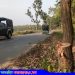 ঘাটাইলে সড়কে গাছ ফেলে শিক্ষা সফরের ৪ বাসে ডাকাতি