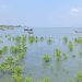 টেকনাফে ট্রলারডুবি: নাফ নদীতে ৪ রোহিঙ্গার মরদেহ উদ্ধার