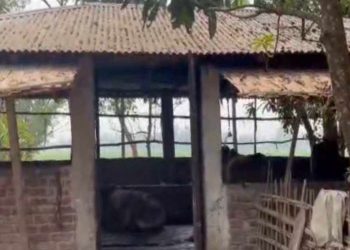 গরু চোর সিন্ডিকেটের প্রধানকে গ্রে'ফতারের ক্ষোভে ওসির বাড়ি থেকে গরু লুট!