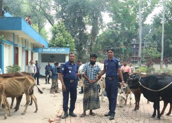 নওগাঁর বিএনপি নেতার গোয়ালঘর থেকে উদ্ধার ১৩ চো'রাই গরু গ্রে'ফতার এক