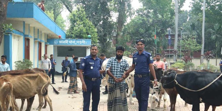 নওগাঁর বিএনপি নেতার গোয়ালঘর থেকে উদ্ধার ১৩ চো'রাই গরু গ্রে'ফতার এক