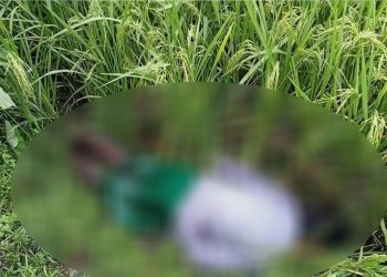 শেরপুরে ধানক্ষেত থেকে অজ্ঞাত যুবকের ম'রদেহ উদ্ধার