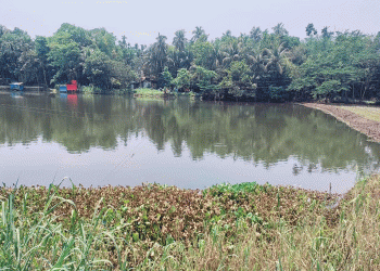 লক্ষ্মীপুরে ইজারাকৃত সরকারি দিঘি থেকে ১০ লা'খ টাকার মাছ লু'টের অভিযোগ