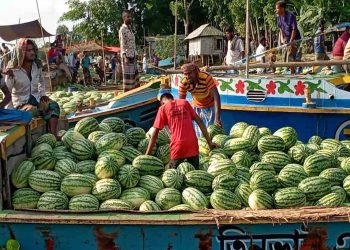 পিরোজপুরের বেলুয়া নদীতে শতকোটি টাকার ভাসমান তরমুজ হাট