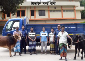 টাঙ্গাইলে গরু ডাকাতির ঘটনায় তিন ডাকাত রিমান্ডে