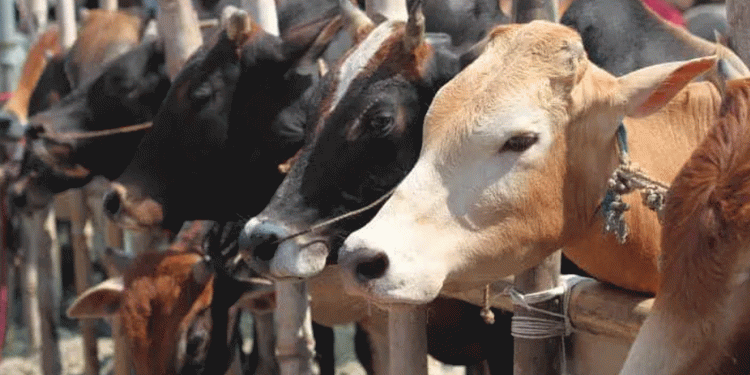 দেশি খামারিদের সাফল্যে কোরবানির পশুতে স্বনির্ভর বাংলাদেশ