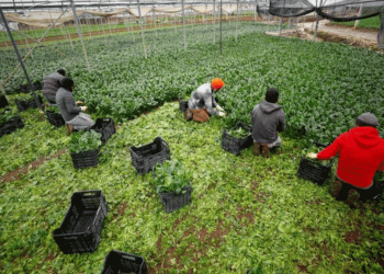 ইতালির পুগলিয়ায় শোষণের শিকার অভিবাসী শ্রমিকরা: সমীক্ষা