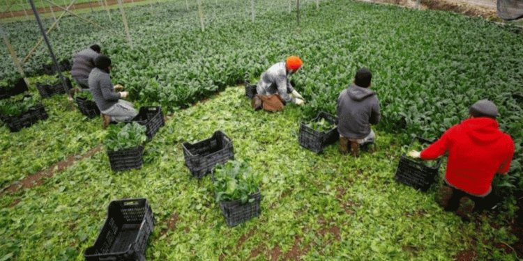 ইতালির পুগলিয়ায় শোষণের শিকার অভিবাসী শ্রমিকরা: সমীক্ষা