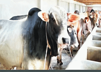 কুরবানির হাটে প্রস্তুত লক্ষ্মীপুরের চরাঞ্চলের ২৯ হাজার গরু