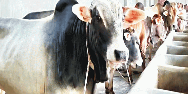 কুরবানির হাটে প্রস্তুত লক্ষ্মীপুরের চরাঞ্চলের ২৯ হাজার গরু