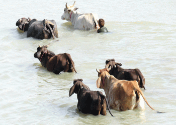 রংপুরে কোরবানির পশু উদ্বৃত্ত ভারতীয় গরু ঠেকানোর দাবি