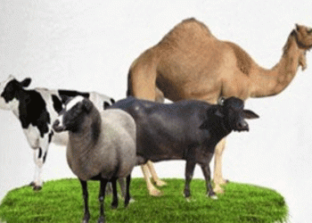 পশু ক্রয়ের সময় রাসুল (সা.) যে দোয়া পড়তে বলেছেন