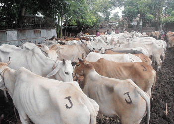 ভারতীয় গরু আমদানি বন্ধের এক যুগ