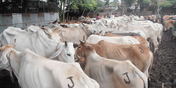 ভারতীয় গরু আমদানি বন্ধের এক যুগ