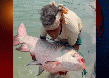 পদ্মায় মিললো দুই বিশাল কাতলা বিক্রি ৮২ হাজার টাকা