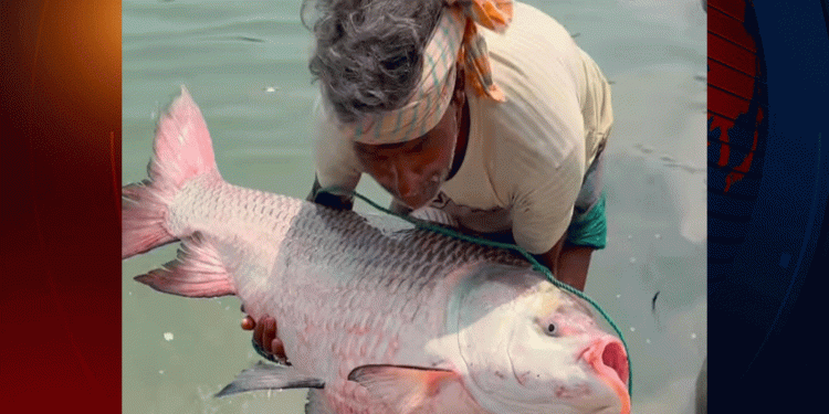 পদ্মায় মিললো দুই বিশাল কাতলা বিক্রি ৮২ হাজার টাকা