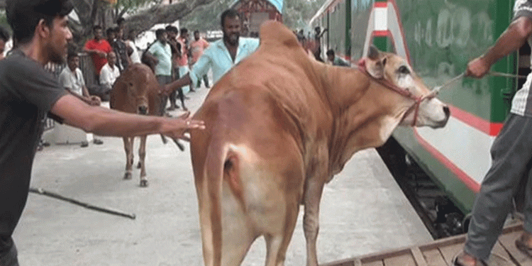ঈদে পশুবাহী তিনটি ক্যাটেল স্পেশাল ট্রেন চালাবে রেলওয়ে