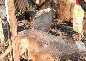 টাঙ্গাইলে গোপালপুরে অ'গ্নিকাণ্ডে কৃষকের ৩ গরু পু'ড়ে ছাই